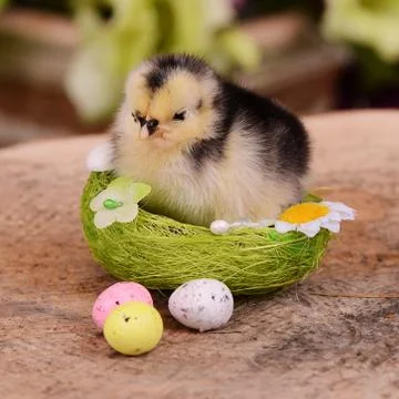 Little chicken in the nest.  Easter Stock Photos