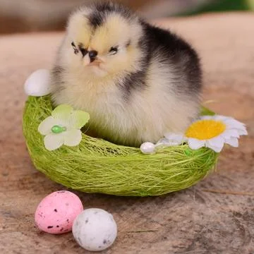 Little chicken in the nest.  Easter 스톡 사진