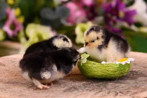 Little chicken in the nest.  Easter Stock Photos