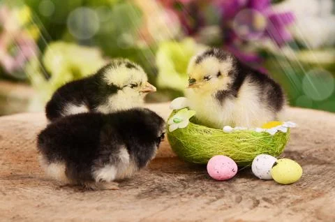 Little chicken in the nest.  Easter Foto stock