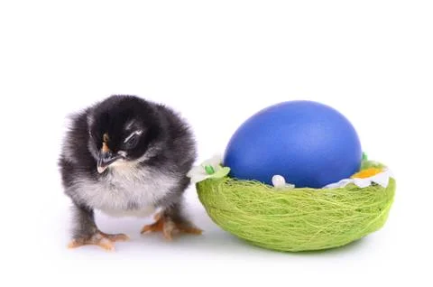 The little chicken in the nest Stock Photos