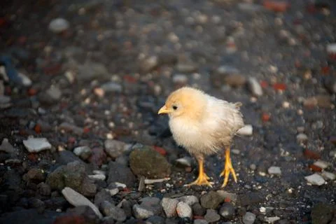 Little chicken Stock Photos