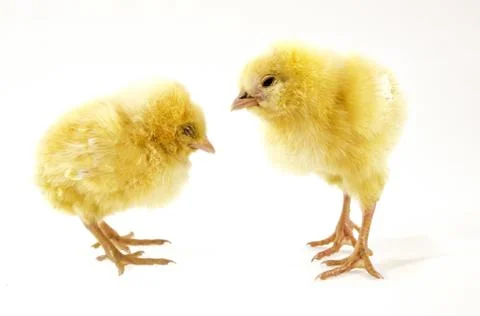 Little chicken Stock Photos
