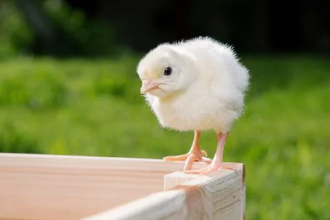 Little chicken Stock Photos