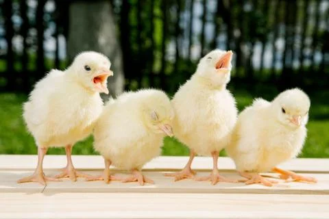 Little chicken Stock Photos