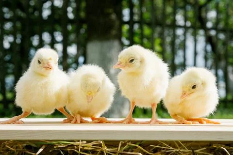 Little chicken Stock Photos
