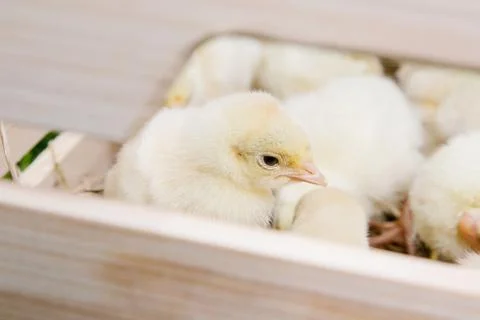 Little chicken Stock Photos