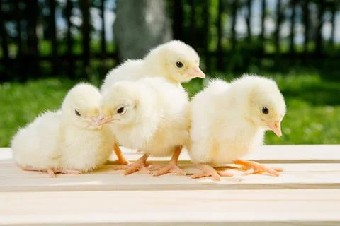 Little chicken Stock Photos