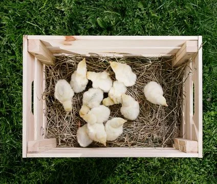Little chicken Stock Photos