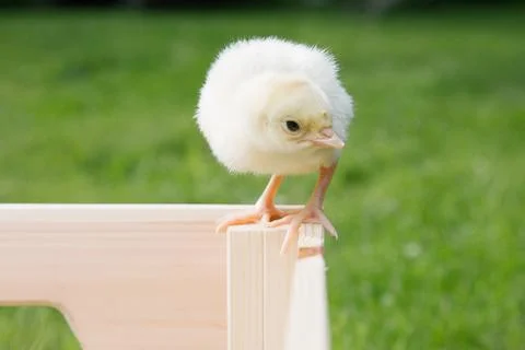 Little chicken Stock Photos