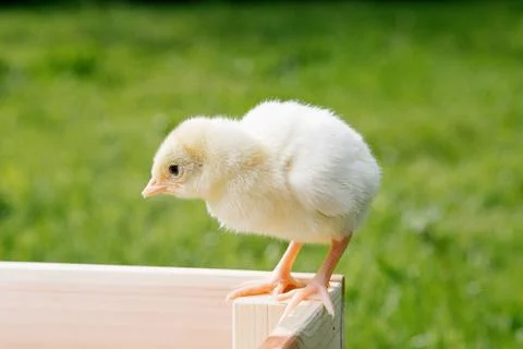 Little chicken Stock Photos
