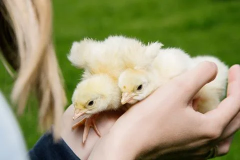 Little chicken Stock Photos