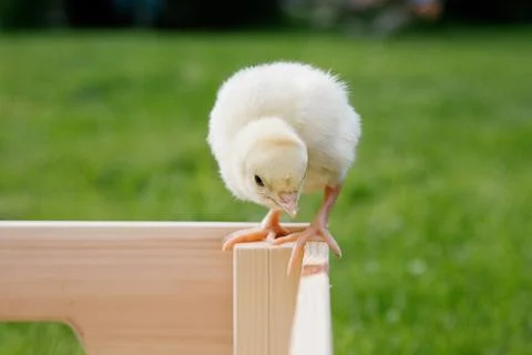 Little chicken Stock Photos