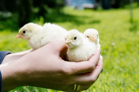 Little chicken Stock Photos