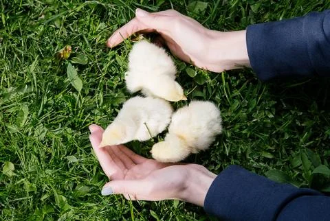 Little chicken Stock Photos