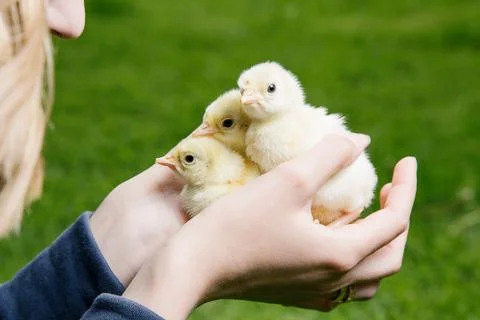 Little chicken Stock Photos