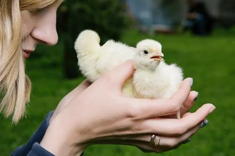 Little chicken Stock Photos