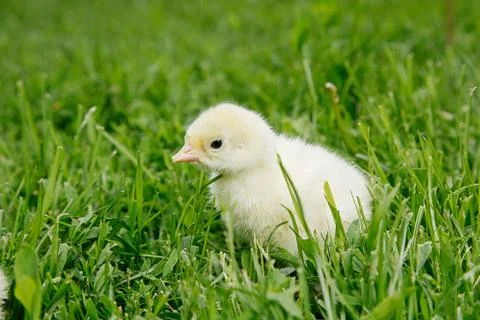 Little chicken Stock Photos