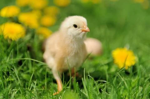 Little chicken 写真素材