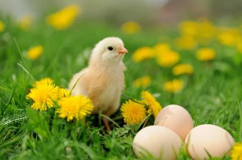 Little chicken 写真素材
