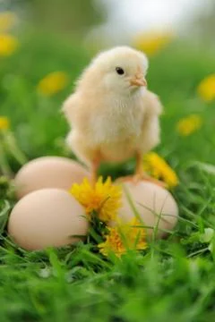 Little chicken Stock Photos