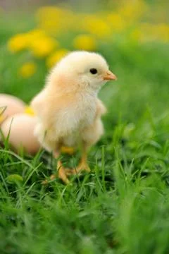Little chicken Stock Photos