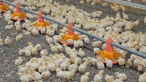 Little chicken at the poultry farm 003 Stock Footage