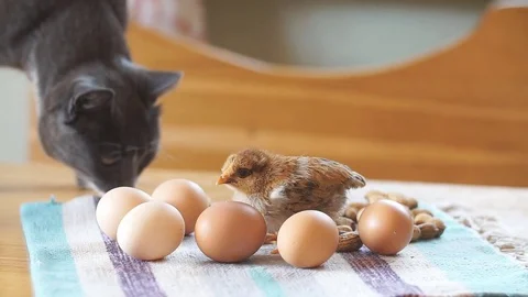Little chicken scared cat, slow motion Stock Footage 80194038