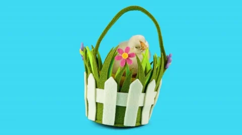 Little chicken sits in the basket, springtime decoration Stock Footage 63165105