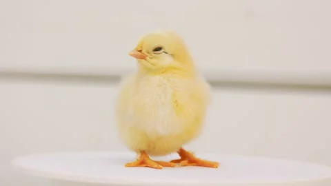 Little chicken on a turntable Stock Footage 206049277