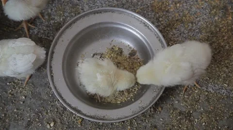 Little chickens are pecking at the wheat and bask gathered in a flock Video stock 59442734