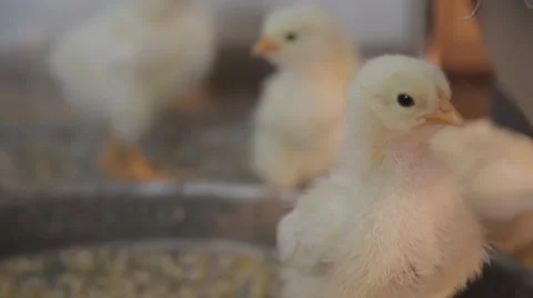 Little chickens are pecking at the wheat and bask gathered in a flock Video stock 59443334
