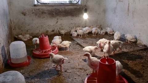 Little chickens broilers feed from feeders in rural small chicken farm Stock Footage 104350962