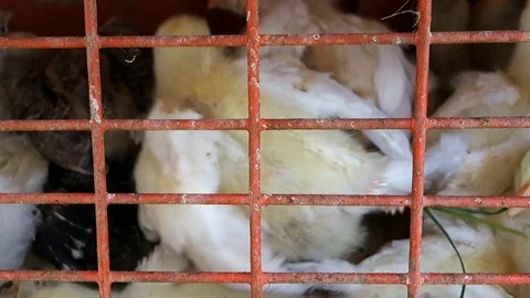 Little chickens in a cage Stock Footage 109508087