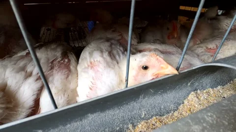Little chickens in a cage Stock Footage 142856282