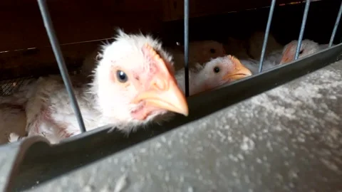 Little chickens in a cage Stock Footage 142856422