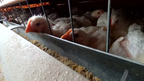 Little chickens in a cage Stock Footage 142856491