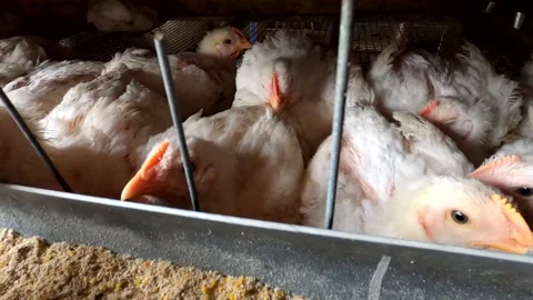 Little chickens in a cage Stock Footage 142856510