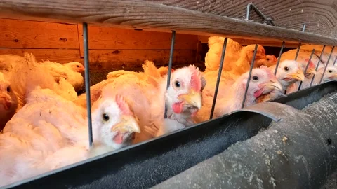 Little chickens in a cage Stock Footage 143257331