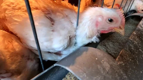 Little chickens in a cage Stock Footage 143257562