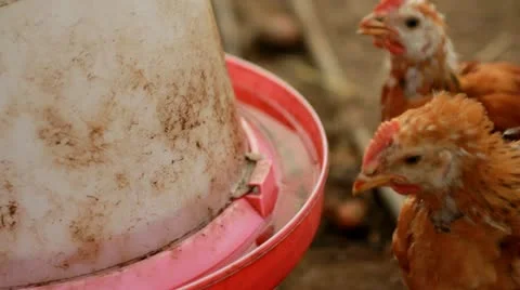 Little chickens drinking Stock Footage 10895916