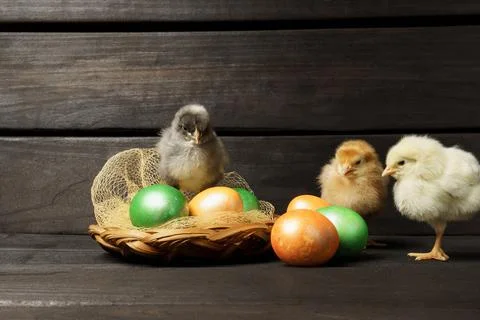 Little chickens with easter eggs on a dark wooden Stock Photos