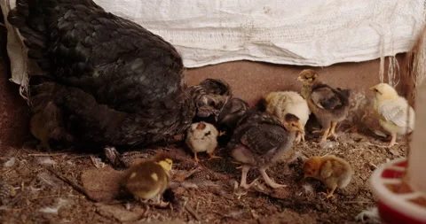 Little chickens Stock Footage 132359963