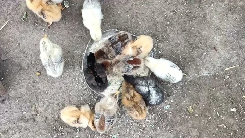 Little chickens Stock Footage 202368962