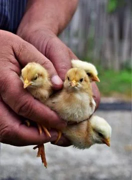 Little chickens in hand Stock Photos