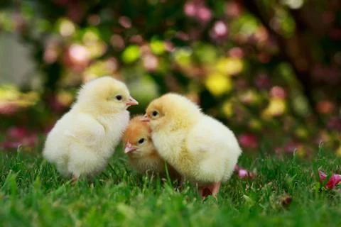 The little chickens 스톡 사진