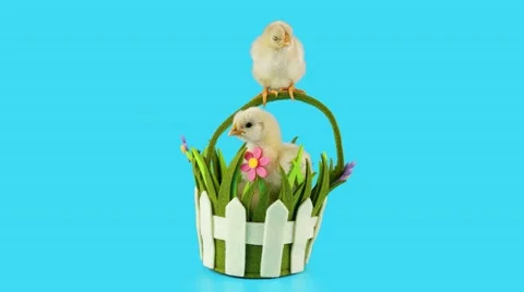 Little chickens sits in the basket, solid background Stock Footage 63165415