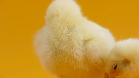 Little chicks close up Video stock 47923854