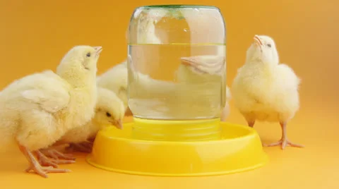 Little chicks drinking water Stock Footage 22957168