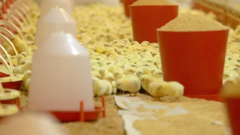 Little chicks on a farm Stock Footage 242487419